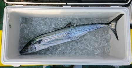 火遠理丸（ほおりまる） 釣果