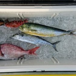 火遠理丸（ほおりまる） 釣果