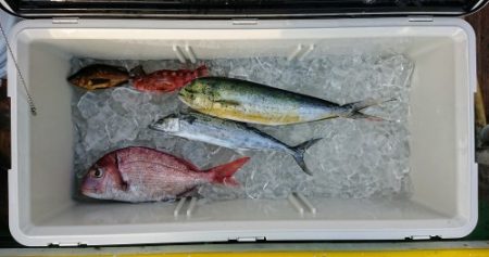 火遠理丸（ほおりまる） 釣果