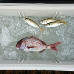 火遠理丸（ほおりまる） 釣果