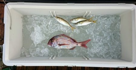 火遠理丸（ほおりまる） 釣果