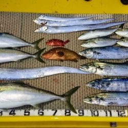 火遠理丸(ほおりまる) 釣果