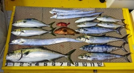 火遠理丸(ほおりまる) 釣果