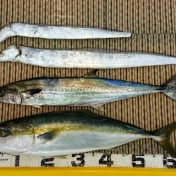 火遠理丸(ほおりまる) 釣果