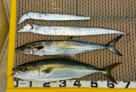 火遠理丸(ほおりまる) 釣果