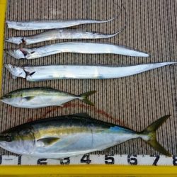 火遠理丸(ほおりまる) 釣果