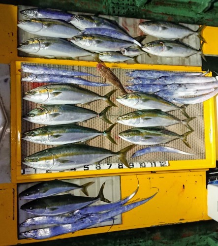 火遠理丸（ほおりまる） 釣果