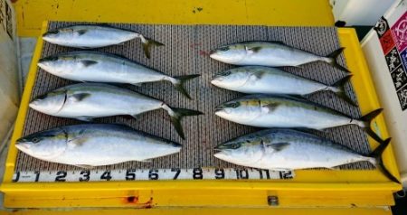 火遠理丸(ほおりまる) 釣果