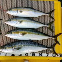 火遠理丸(ほおりまる) 釣果