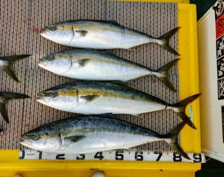 火遠理丸(ほおりまる) 釣果