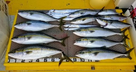 火遠理丸(ほおりまる) 釣果