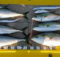 火遠理丸(ほおりまる) 釣果