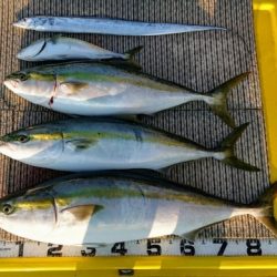 火遠理丸(ほおりまる) 釣果