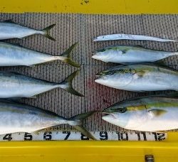 火遠理丸(ほおりまる) 釣果