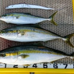 火遠理丸(ほおりまる) 釣果