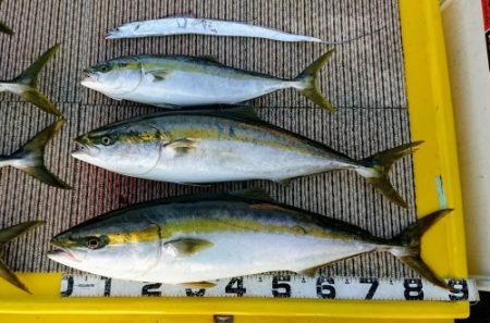 火遠理丸(ほおりまる) 釣果