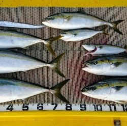 火遠理丸(ほおりまる) 釣果