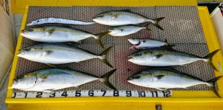 火遠理丸(ほおりまる) 釣果