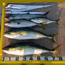 火遠理丸(ほおりまる) 釣果