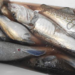 こうゆう丸 釣果