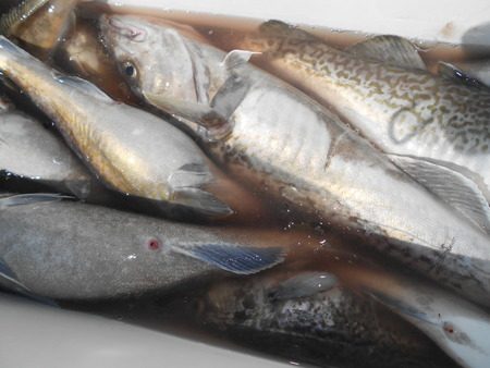 こうゆう丸 釣果