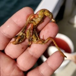 遊漁船 ニライカナイ 釣果