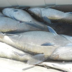 こうゆう丸 釣果