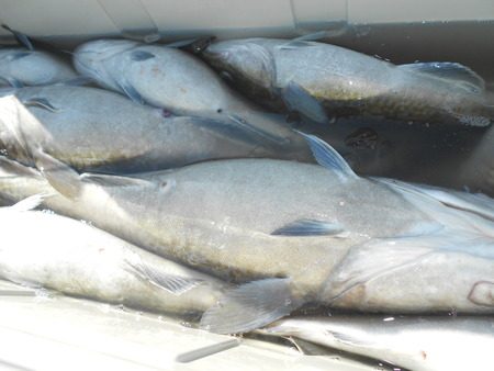 こうゆう丸 釣果