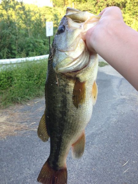 トライザのメリット・デメリット【メガバス（Megabass）トライザ　インプレッション】