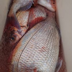 IDATEN（イダテン） 釣果