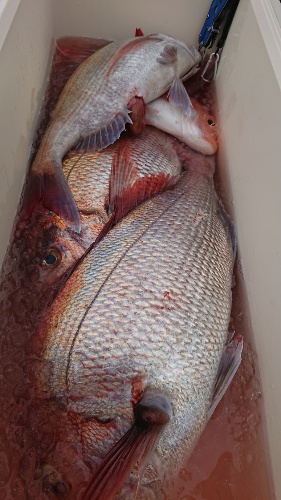 IDATEN（イダテン） 釣果