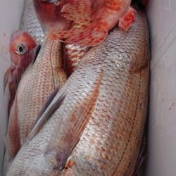 IDATEN（イダテン） 釣果