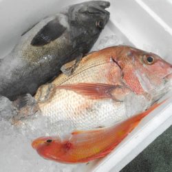 こうゆう丸 釣果