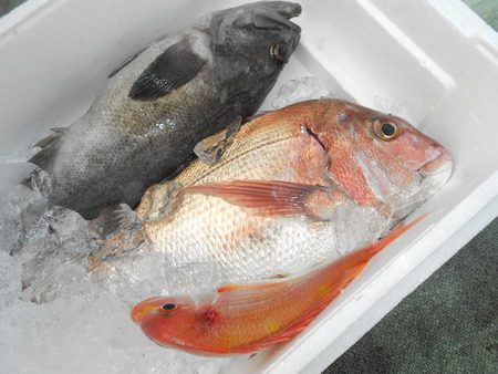 こうゆう丸 釣果