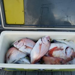 遊漁船 ニライカナイ 釣果