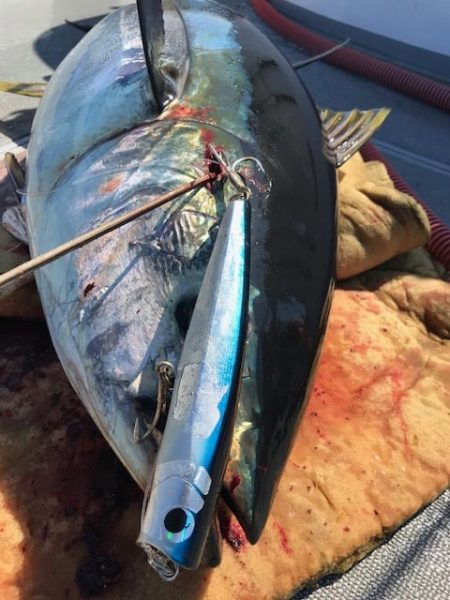 へいみつ丸 釣果