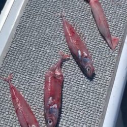 へいみつ丸 釣果