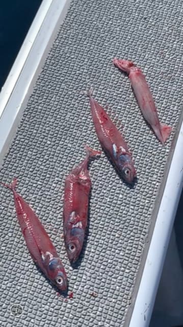 へいみつ丸 釣果