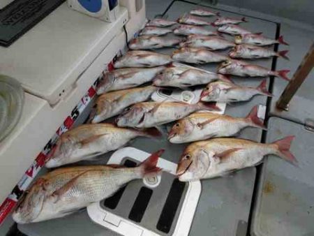 遊漁船 セトマリン 釣果