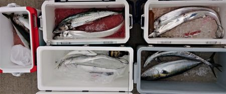 気仙沼　つり丸 釣果