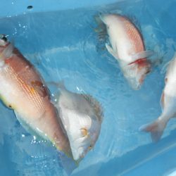 こうゆう丸 釣果