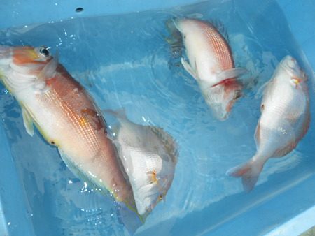 こうゆう丸 釣果