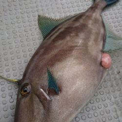 IDATEN（イダテン） 釣果