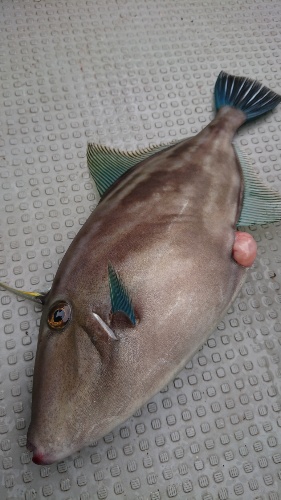 IDATEN（イダテン） 釣果