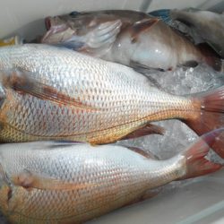 こうゆう丸 釣果