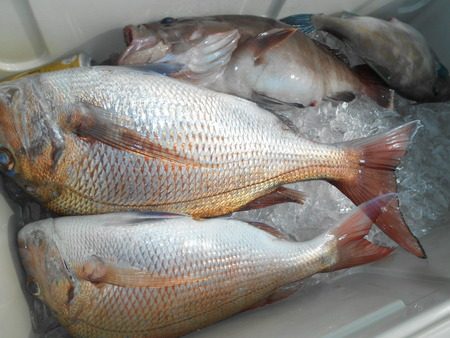 こうゆう丸 釣果