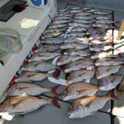 遊漁船 セトマリン 釣果