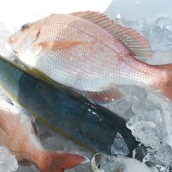 こうゆう丸 釣果