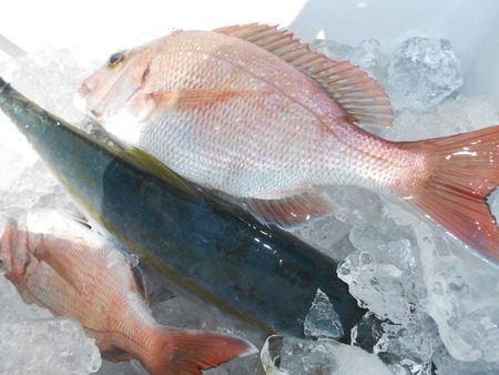 こうゆう丸 釣果