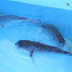 こうゆう丸 釣果